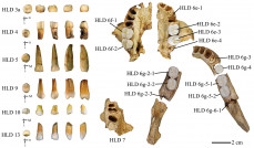 R2 Figure 2. HLD teeth fossils Hualongdong jpg