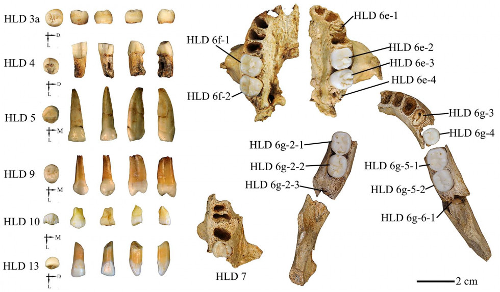 R2 Figure 2. HLD teeth fossils Hualongdong jpg